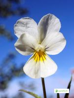 Pensamiento salvaje, Viola tricolor - Flores - NatureGate