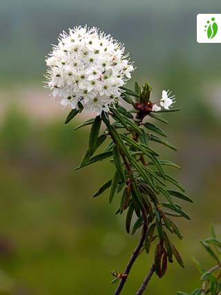 Rhododendron tomentosum - Flores - NatureGate