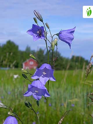 Campanilla de Irlanda, Campanula rotundifolia - Flores - NatureGate