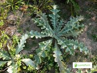 Cardo borriquero, Onopordum acanthium - Flores - NatureGate