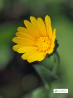 Caléndula, Calendula officinalis - Flores - NatureGate