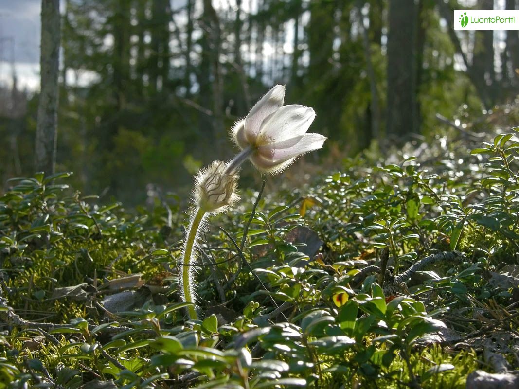 Anémone de printemps, Pulsatilla vernalis - Fleurs - NatureGate