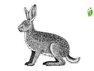 Rusakko, Lepus europaeus - Nisäkkäät - LuontoPortti