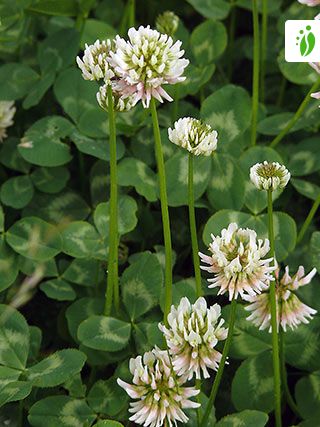 White on sale clover flower