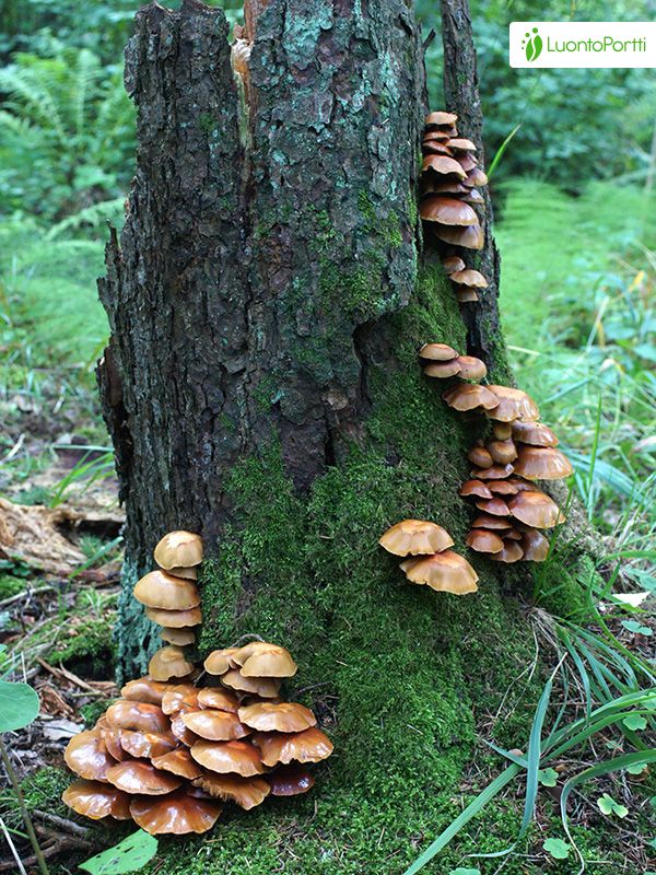 Koivunkantosieni, Kuehneromyces mutabilis - Sienet - LuontoPortti