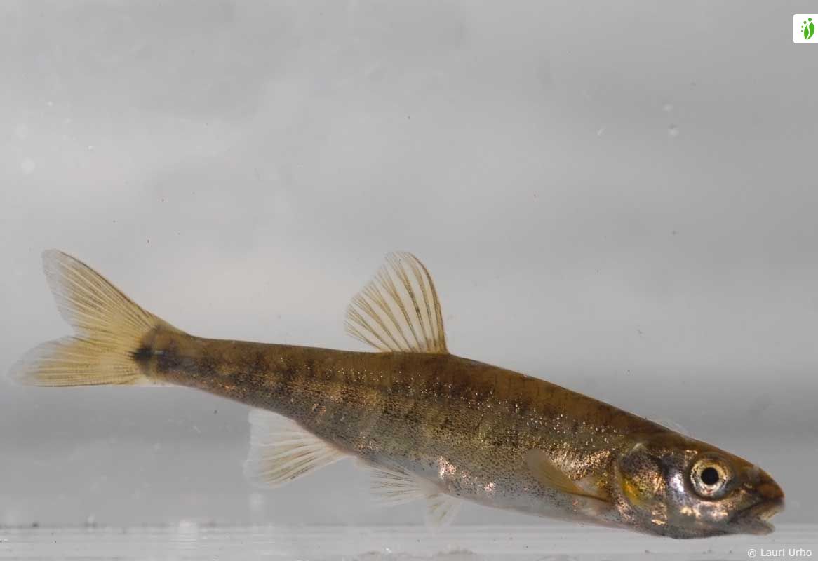 Minnow, Phoxinus phoxinus - Fishes - NatureGate