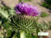 Cardo borriquero, Onopordum acanthium - Flores - NatureGate