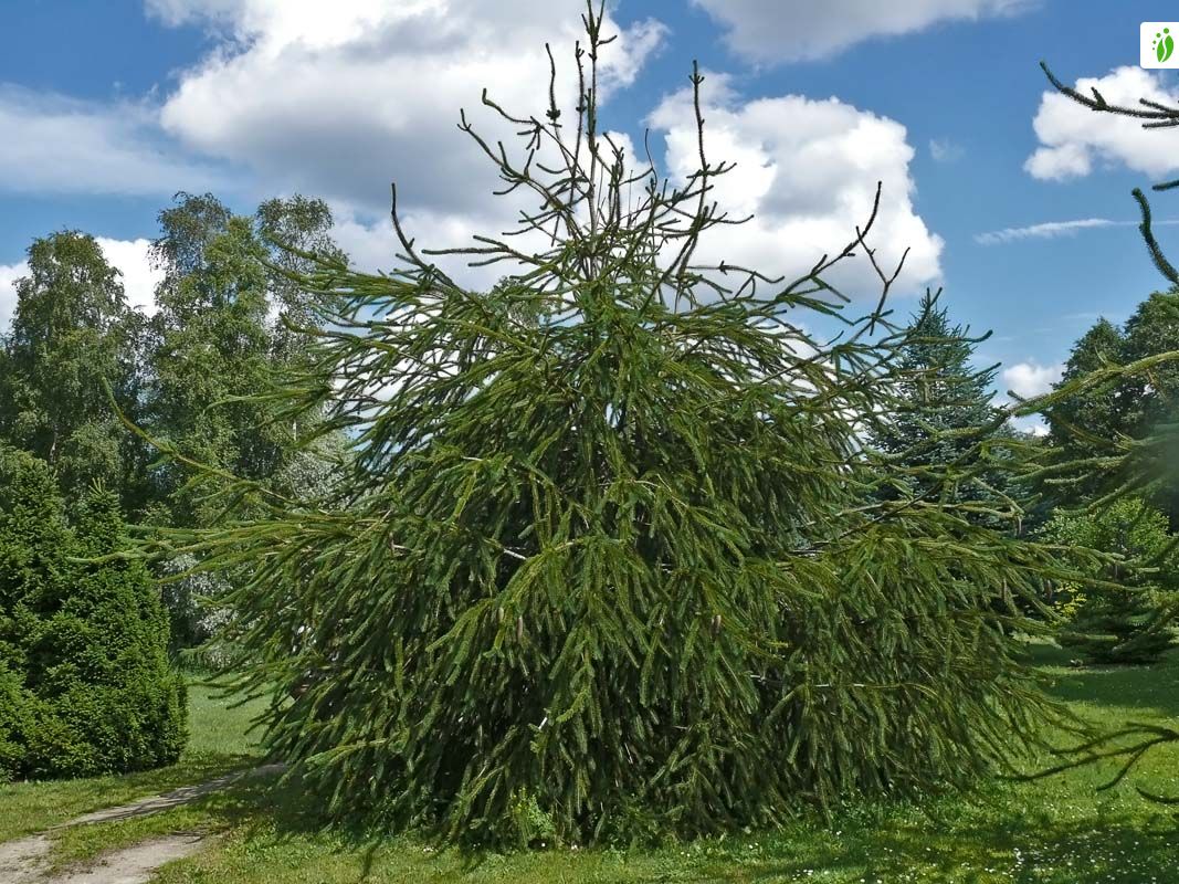 VOLVO　Abies procera　Picea abies トウヒ Norway Spruce, Picea abies - Trees and shrubs - NatureGate
