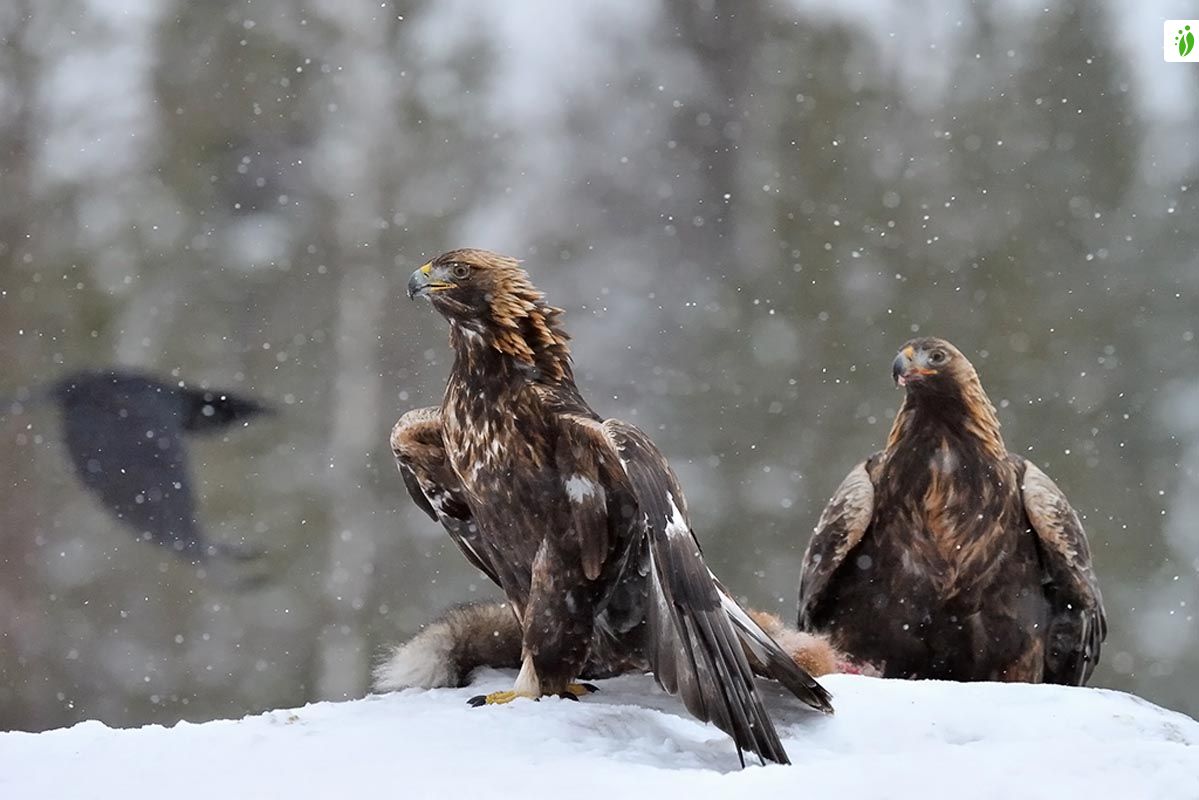 Águila real, Aquila chrysaetos - Aves - NatureGate