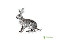 Rusakko, Lepus europaeus - Nisäkkäät - LuontoPortti