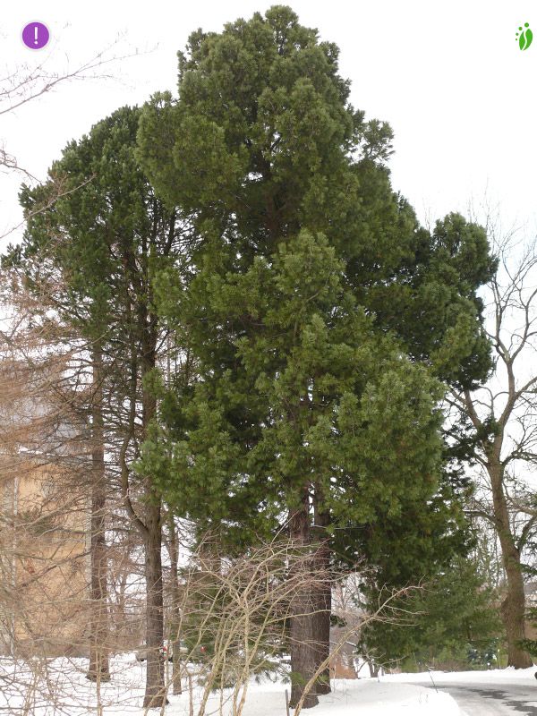 Mänty, Pinus sylvestris - Puut ja pensaat - LuontoPortti