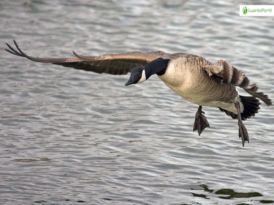 Canada Goose Branta canadensis Birds NatureGate