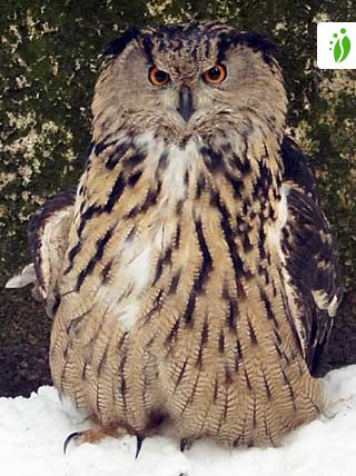 Uhu / Eagle-Owl (Bubo bubo), Zoo Kaiserslautern (Germany), …