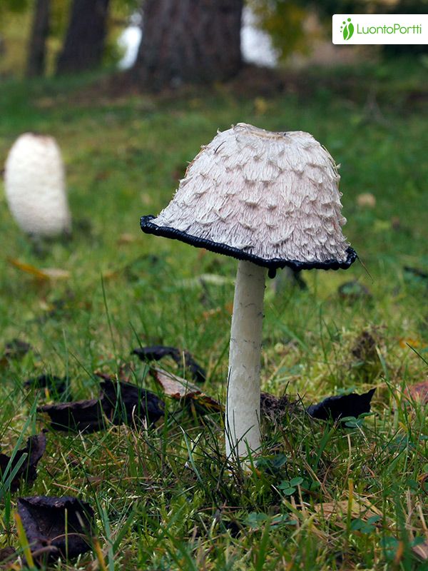 Suomumustesieni, Coprinus comatus - Sienet - LuontoPortti