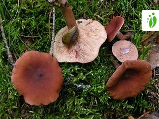 Sikurirousku, Lactarius camphoratus - Sienet - LuontoPortti