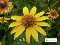 Girasol, Helianthus annuus - Flores - NatureGate