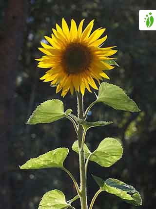 Total 83+ imagen peso de un girasol