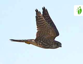 merlin falcon