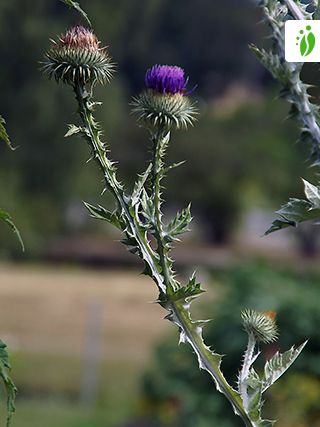 Cardo borriquero, Onopordum acanthium - Flores - NatureGate