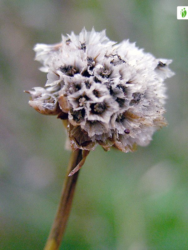 Clavelina de mar, Armeria maritima - Flores - NatureGate