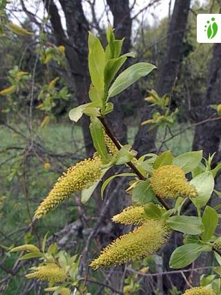 Halava, Salix pentandra - Puut ja pensaat - LuontoPortti