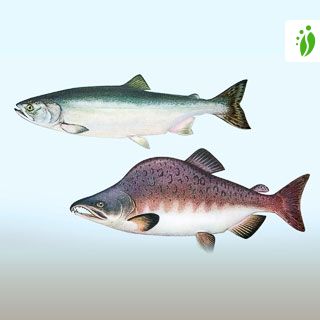 Pukkellaks Oncorhynchus Gorbuscha Fisk Naturegate