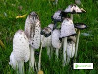 Suomumustesieni, Coprinus comatus - Sienet - LuontoPortti