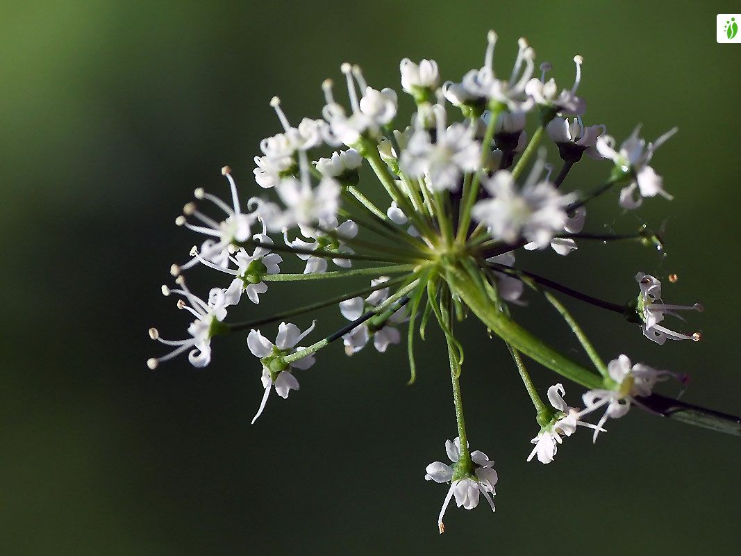 Cowbane, Cicuta virosa - Flowers - NatureGate