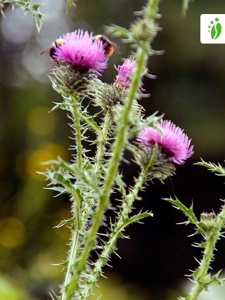 Cardo común, Carduus acanthoides - Flores - NatureGate