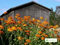 Caléndula, Calendula officinalis - Flores - NatureGate