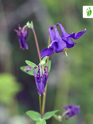 Columbine leaves turning purple