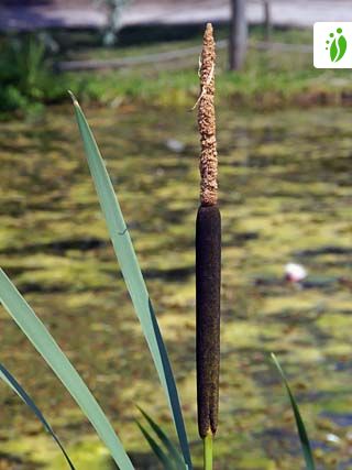 Leveäosmankäämi, Typha latifolia - Kukkakasvit - LuontoPortti