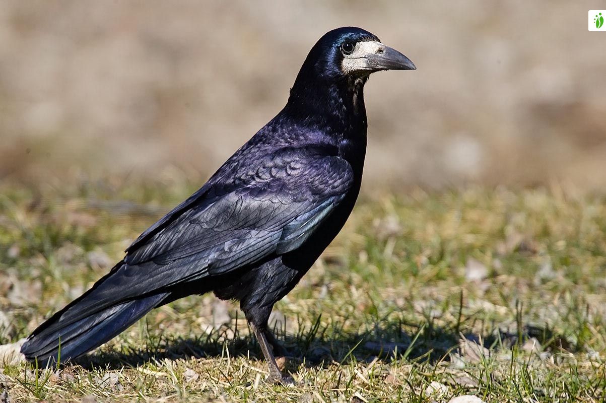 Rook (Corvus frugilegus) - British Birds - Woodland Trust