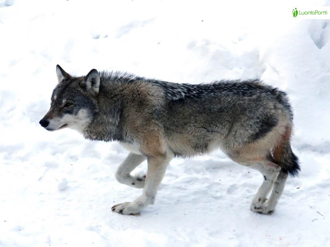 Susi, Canis lupus - Nisäkkäät - LuontoPortti