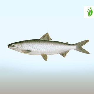 Whitefish, Coregonus lavaretus - Fishes - NatureGate