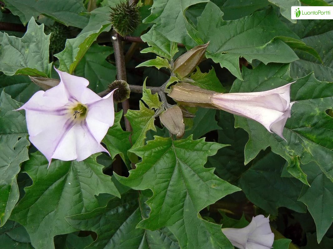 Datura stramoine, Datura stramonium - Fleurs - NatureGate