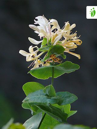 Lonicera caprifolium Inga