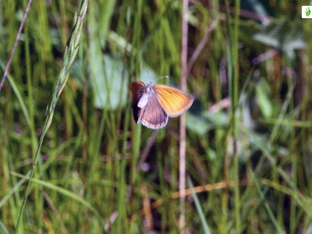 Idänniittyperhonen, Coenonympha glycerion - Perhoset - LuontoPortti