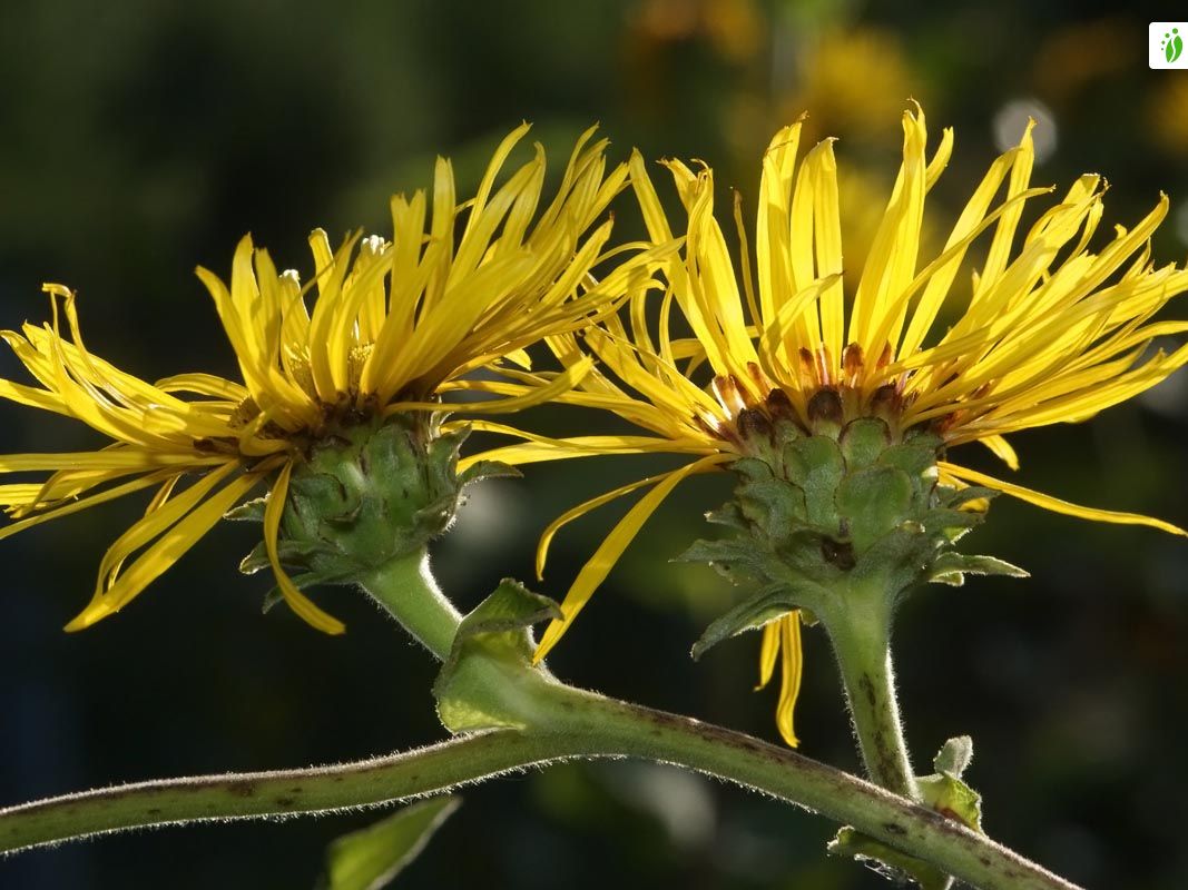 Elecampane, Inula helenium - Flowers - NatureGate