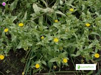 Caléndula, Calendula officinalis - Flores - NatureGate