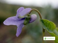 Violeta enana del pantano, Viola epipsila - Flores - NatureGate