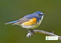 Red-flanked Bluetail population explodes in Finland - BirdGuides