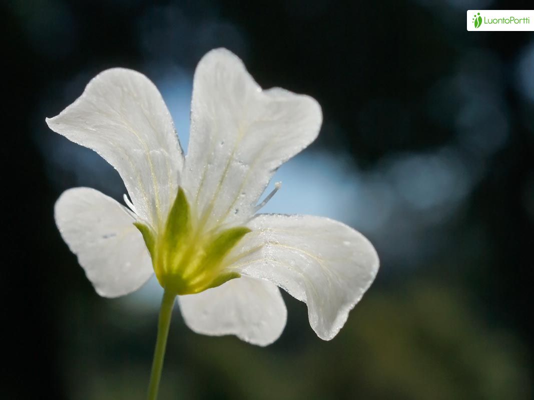 Elegant Baby's Breath Flower Seeds - Florist's Favorite - Gypsophila  elegans - Annual, Enhances Any Bouquet or Flower Bed| Heirloom Seeds by  Liliana's