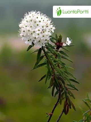 Sumpfporst, Rhododendron tomentosum - Bltenpflanzen - NatureGate