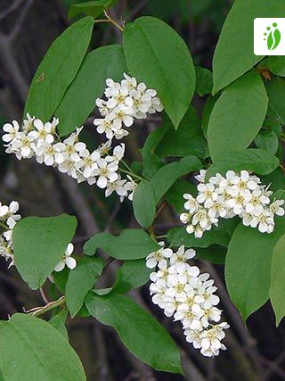 prunus padus