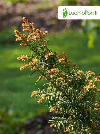 Common Yew, Taxus baccata - Trees and shrubs - NatureGate