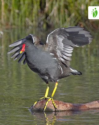 Polla de agua, Gallinula chloropus - Aves - NatureGate