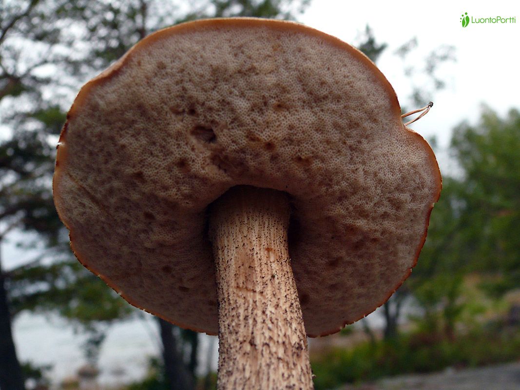 Lehmäntatti, Leccinum scabrum - Sienet - LuontoPortti