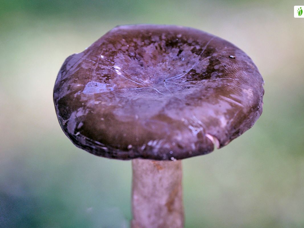 Nokirousku, Lactarius lignyotus - Sienet - LuontoPortti