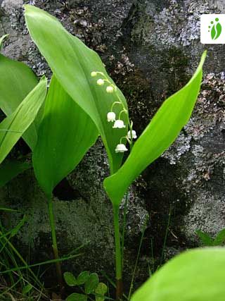 Kielo, Convallaria majalis - Kukkakasvit - LuontoPortti